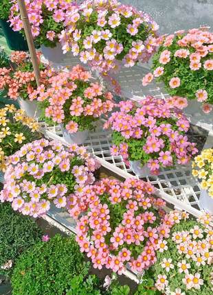 Multicolor Oxalis Seeds