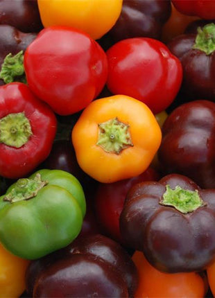 Pepper Mini Bell Chocolate Organic