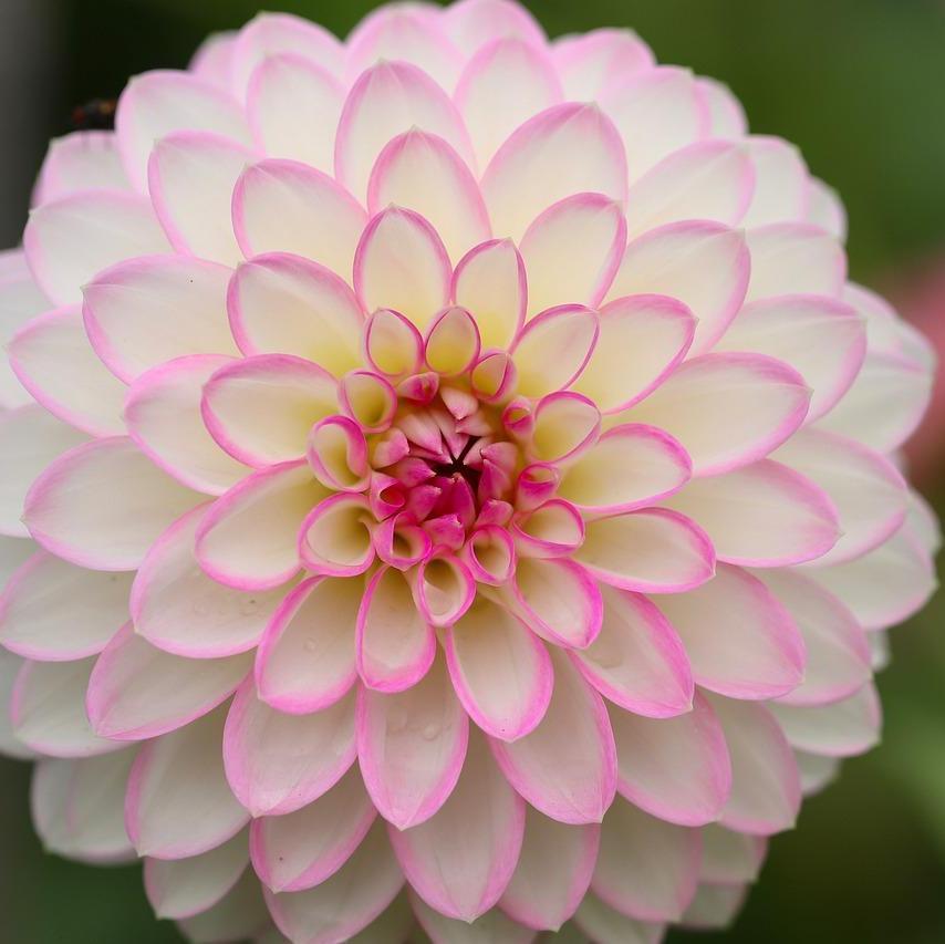 STRAWBERRY CREAM