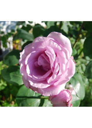 50pcs/Bag Climbing Rose Seeds