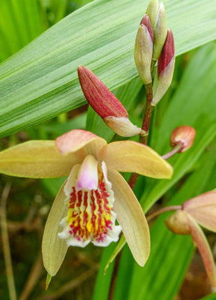 Penway Sunset Hardy Chinese Ground Orchid