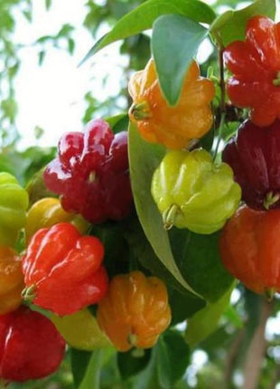 Chinese Ornamental Pepper Seeds Mix Color