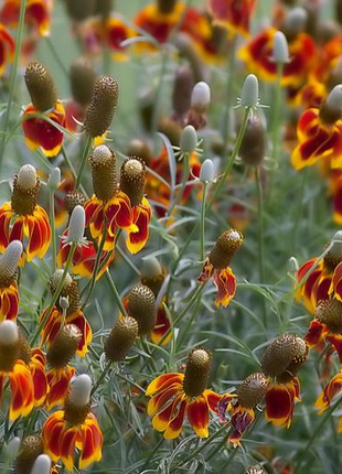 50 Pcs RARE MEXICAN HAT SEEDS