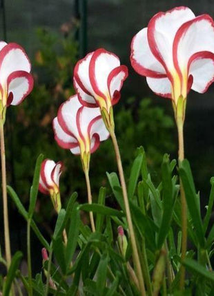 50Pcs Candy Cane Sorrel Oxalis Versicolor Seeds Garden Flowers