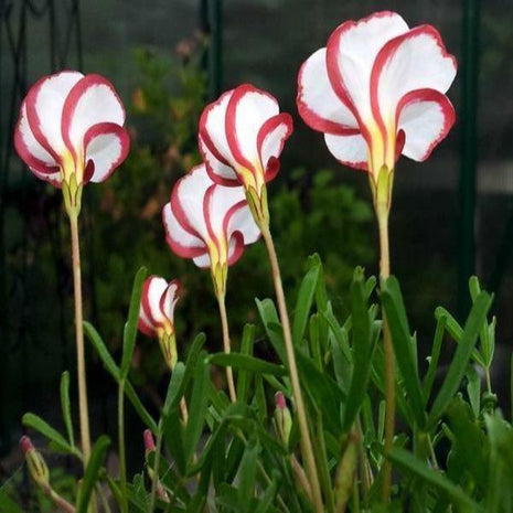 50Pcs Candy Cane Sorrel Oxalis Versicolor Seeds Garden Flowers