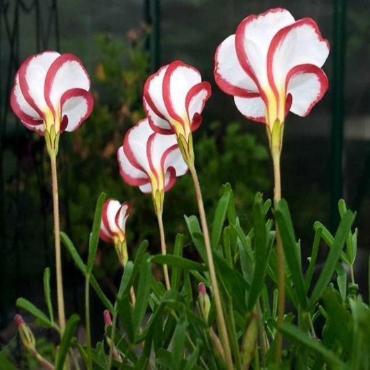 50Pcs Candy Cane Sorrel Oxalis Versicolor Seeds Garden Flowers