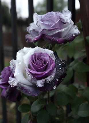 Rare Tricolor Rose 'Watercolor'