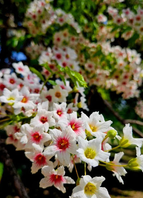 Xanthoceras Sorbifolia, Raintree Flower Seeds