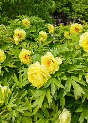 🌺Chinese Peony Flower Seeds—Mixed Color Plants—Home Garden Flower Seeds
