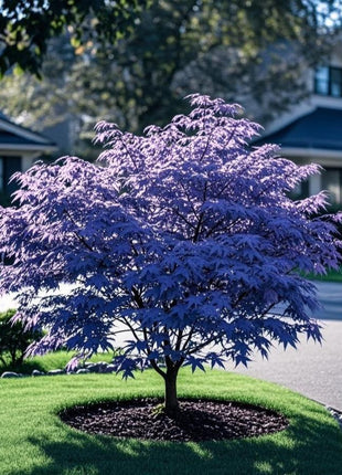 10Pcs Purple Japanese Maple Seeds – Grow a Unique, Elegant Tree with Stunning Deep Purple Foliage