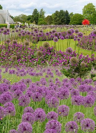 Giant Allium Giganteum Ornamental Onion Flower
