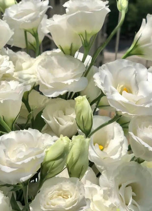 🌺Lisianthus – Sincere Love