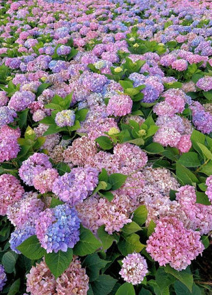 Hydrangea Seeds 50 seeds Mixed Color Seeds Perennial Flowers for Vibrant Garden Displays Hardy and Easy to Grow Perfect for Landscaping and Gardening Projects