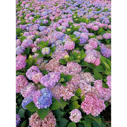 Hydrangea Seeds 50 seeds Mixed Color Seeds Perennial Flowers for Vibrant Garden Displays Hardy and Easy to Grow Perfect for Landscaping and Gardening Projects