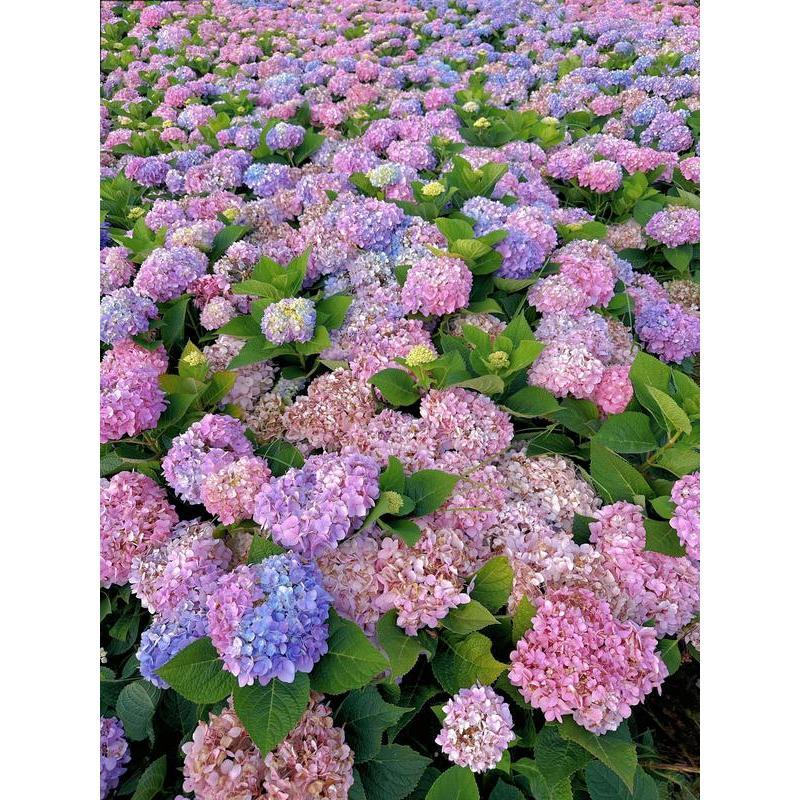 Hydrangea Seeds 50 seeds Mixed Color Seeds Stunning Perennial Flower Seeds for Gardeners Hardy Blooms Perfect for Landscaping and Garden Beautification