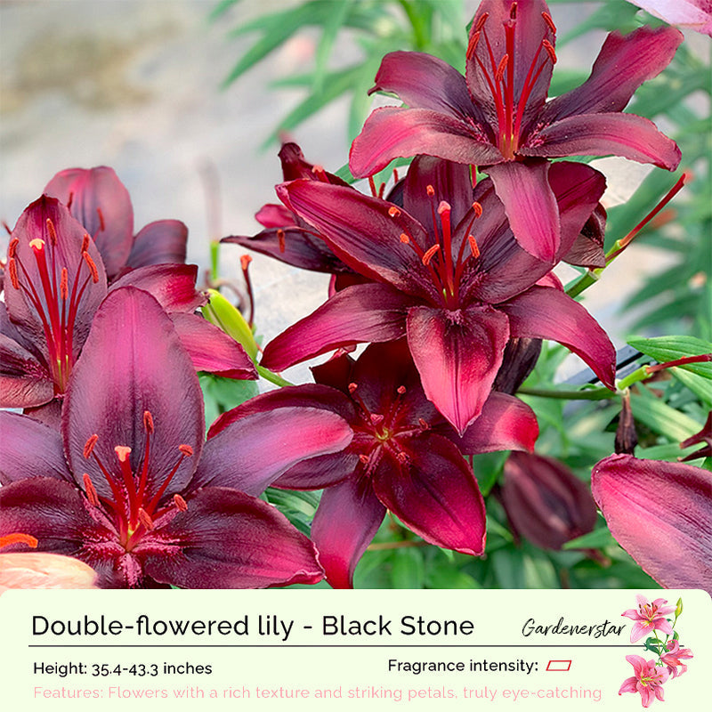 Lily Bulbs