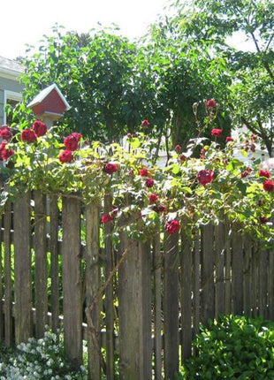 Explosion Climbing Rose Garden Seeds