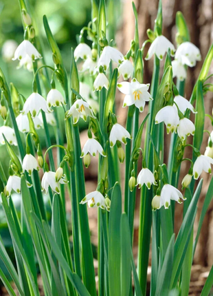 🌼Snowdrop Flower Seeds—Symbol Of Hope