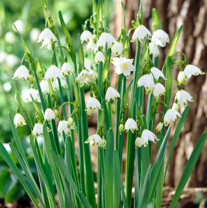 🌼Snowdrop Flower Seeds—Symbol Of Hope