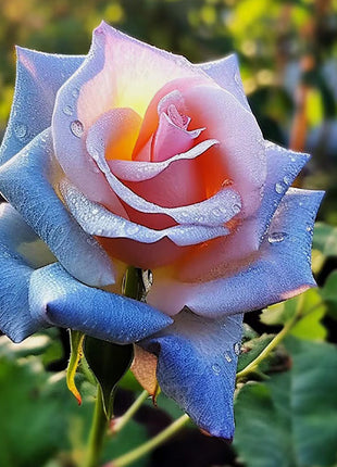 Rare Blue Pink Rose Seeds