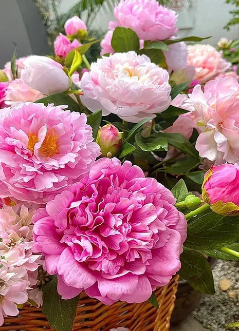 🔥LAST DAY 45% OFF🌺THE QUEEN OF FLOWERS—DOUBLE PETALED PIANI