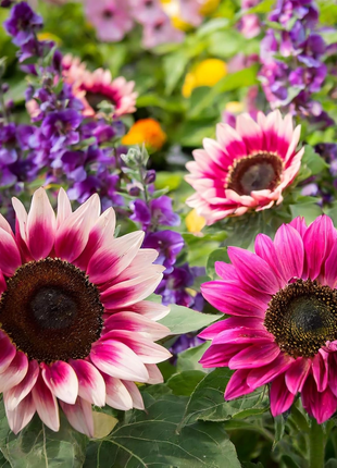 🌻50+ Mixed Color Sunflowers
