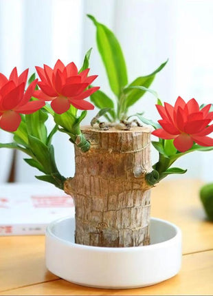 Charming Brazilian Wood with Ceramic Pot & Mysterious Doll – A Touch of Green and Magic for Your Home