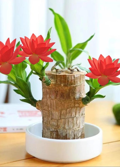 Charming Brazilian Wood with Ceramic Pot & Mysterious Doll – A Touch of Green and Magic for Your Home