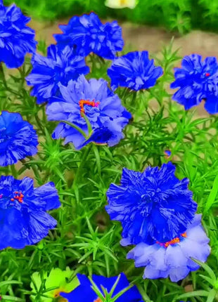 💙Muti-color Portulaca Flower Seeds