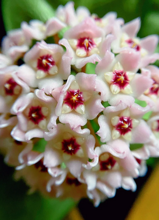 ⭐️Hoya Carnosa Flower Seeds 丨Star-shaped Flower Ball