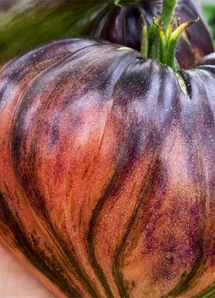 CRUSHED HEART Tomato - Organic Heirloom Seeds