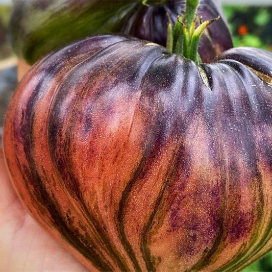 CRUSHED HEART Tomato - Organic Heirloom Seeds