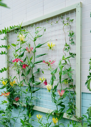 💐Gloriosa Lily—Life Never Dies, Passion Never Dies