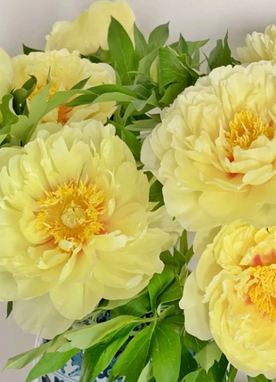 🌺Multicolor Double Peony - The Stunning Flower Of Time