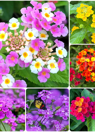🌺Colorful Elf Lantana Seeds - Repels Mosquitoes And Flies