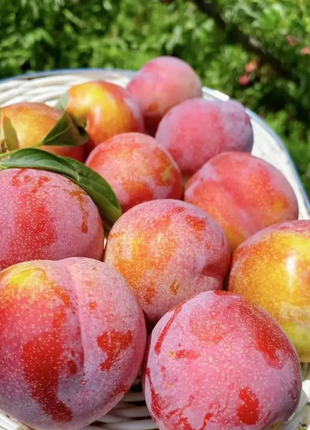 Dahongpao Plum Seeds