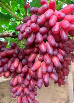 Beauty Finger Grape Seeds