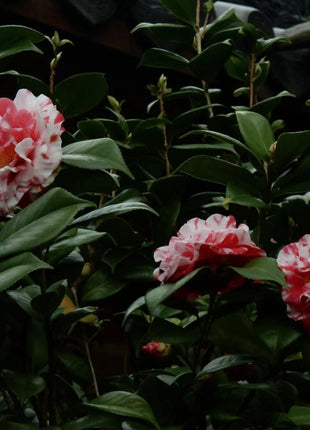 Camellia Flower Seeds