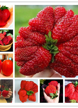 🍓Super Giant Strawberry Seeds