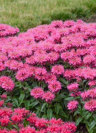 Bee Balm Collection