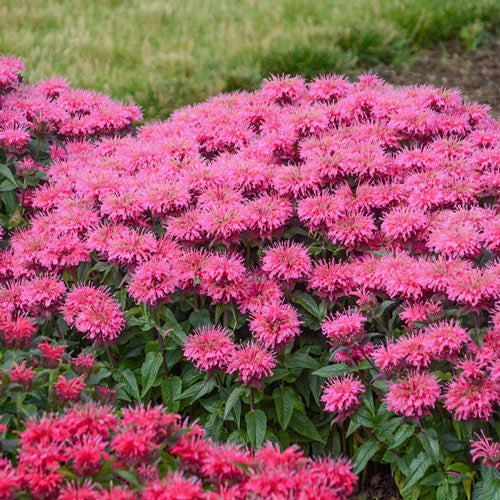 Bee Balm Collection