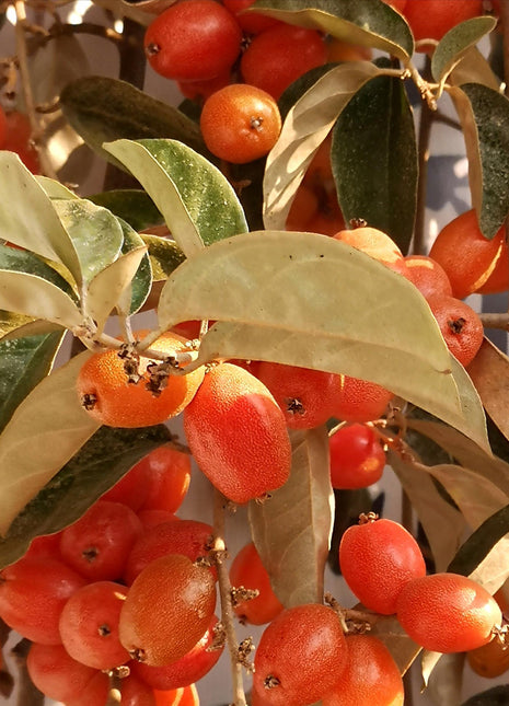 Elaeagnus Conferta Seeds