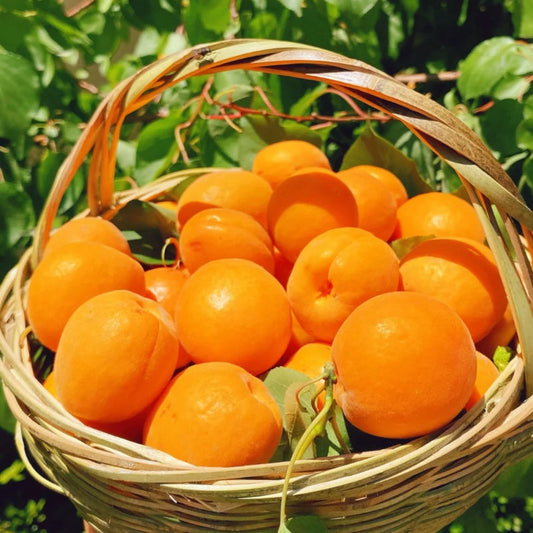 Apricot Seeds