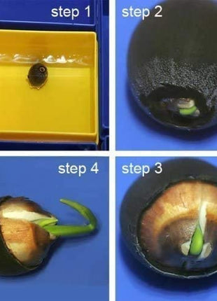 10 Rare Rainbow Lotus Seeds - Bowl Water Lily Hydroponic Plants - Fast Growing