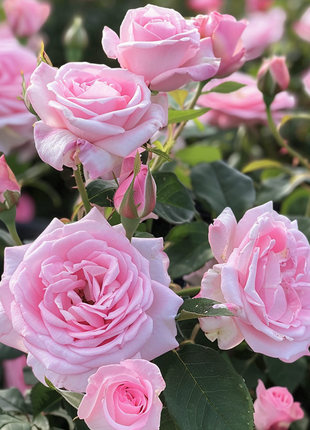 Pink Sunset Roses Seeds