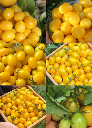 Patio Choice Yellow Cherry Tomato Seeds