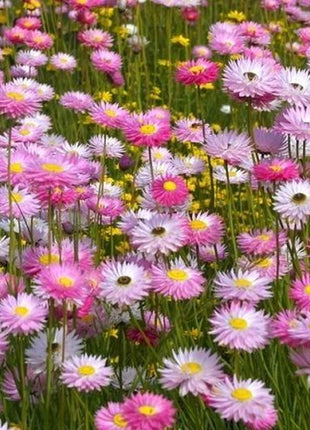 DAISY SEEDS (PAPER) - GIANT FLOWERED MIX