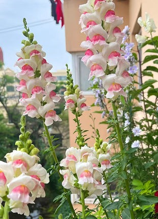 Garden Snapdragon Seeds