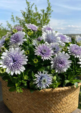 Marigold 'Sky Blue Misty Rain' seeds