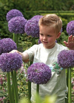 Garden Outdoor Giant Allium Giganteum Beautiful Flower Seeds Bonsai Plant Seeds